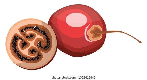 Fruta de tamarillo vermelho meio um tamarillo com ilustração de vetor de semente preta no fundo branco.