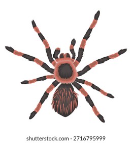 red tarantula with separate white background