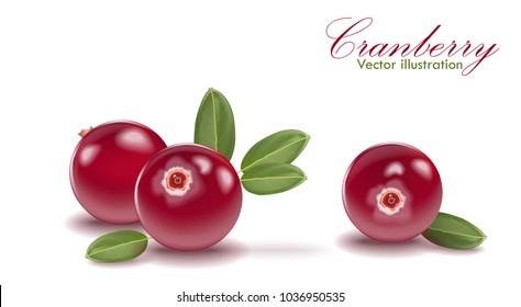 Red tasty cranberry set with leaf on isolated white background. Cranberries for juice, pudding, smoothie, sauces ads. 3d realistic icon package design. Lingonberry, cowberry, foxberry. Vector EPS 10