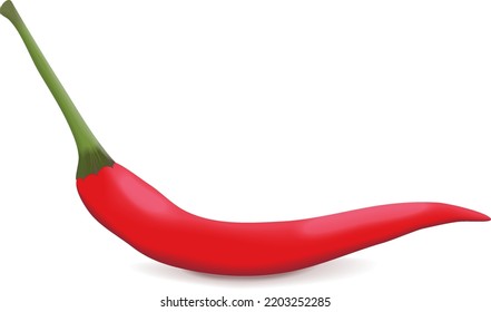 Red Thai chili peppers. Red Chilli Padi. Bird's eye Chilli. Bird Chilli. Thai pepper. Thai chili. Capsicum annuum. Fresh vegetables. Vector illustration isolated on white background.