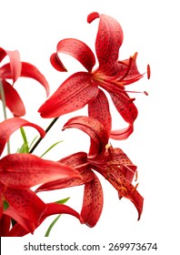 red tiger lily isolated on white background, vector