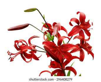 red tiger lily isolated on white background, vector