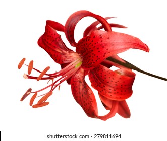 red tiger lily, vector