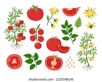 Red tomato. Fruits plant and seeds, blossoms and branches with leaves. Sliced tomatoes, vegetarian food ingredient cartoon vector set of tomato vegetable gardening illustration