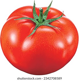 Red tomato illustration vector file