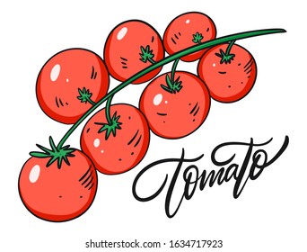Red tomato on branch vector illustration art, isolated on white background.