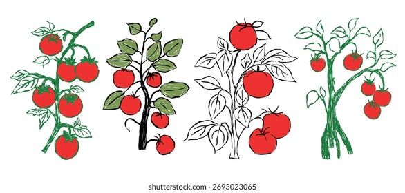 Tomate vermelho em um fundo branco, um design de tomate.ilustração da natureza com um conjunto de vactoe de tomate vermelho doce.