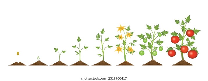 Red tomato plant growing stages. Tomatoes bush harvest. Tomato vegetables seeding, germination and blooming, green and ripe tomatoes isolated vector illustration