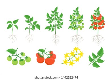 Red Tomato Plant Set. Tomatoes Bush Harvest. Green And Ripe Tomatoes. Bloom. Leaves On A Branch. Flat Color Vector.