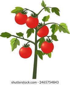 red tomato plants flat art vectorial illustration