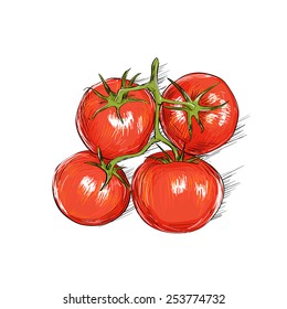 Red Tomato Sketch Draw Isolated Over White Background