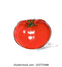 red tomato sketch draw isolated over white background