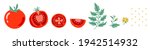 Red tomato vector illustration. Cut tomato, tomato slice, leaves, flowers and tomato seeds. Cartoon vegetable set of elements isolated on white background.