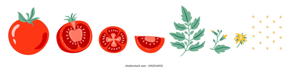 Ilustración vectorial de tomate rojo. Cortar tomate, rodajas de tomate, hojas, flores y semillas de tomate. Conjunto de verduras de dibujos animados de elementos aislados sobre fondo blanco.