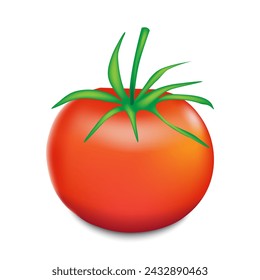 Red tomato vector illustration isolated on white background.