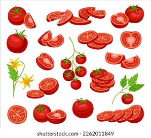 Conjunto de vectores grandes de tomate rojo, enteros y cortados