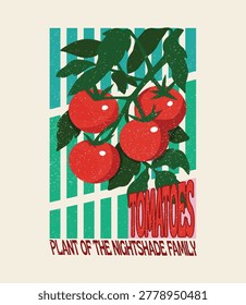 Red tomato vintage t-shirt design Organic vegetable farm.Tomato vegetable artwork for t shirt print, poster,fresh tomato
