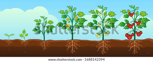 Red Tomatoes Growing Field Vector Illustration Stock Vector (Royalty ...