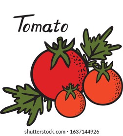 Red tomatoes isolated on white background flat vector illustration