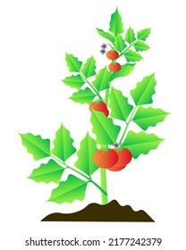 Red tomatoes on the branch. Agriculture illustration for postcards, banners, posters. Isolated on white background.