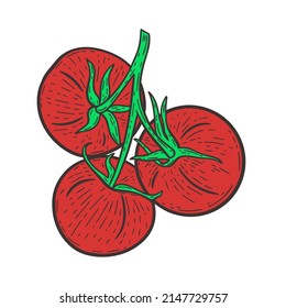 Red tomatoes on a twig hand drawn engraving vintage vector illustration. Vegetables sketch. Healthy organic food. Tomato for packaging and design