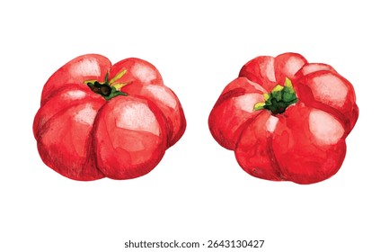 Red tomatoes vegetables realistic hand drawn watercolor illustration isolated on white background. Vector Illustration for cards, market banners, headers or decorate your artwork.