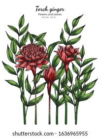 Red Torch ginger flower and leaf drawing illustration with line art on white backgrounds.