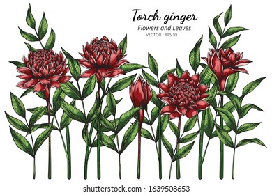 Red Torch ginger flower and leaf drawing illustration with line art on white backgrounds.