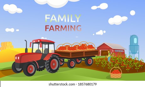 Red tractor on a family farm carries tomatoes in baskets on a trailer. A girl farmer harvests an eco-friendly crop in the garden. Natural agriculture. Cartoon style. Vector