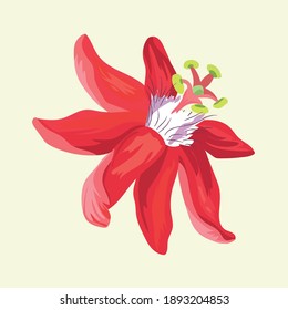 red tropical flower on yellow background