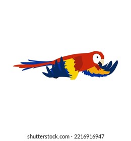 Red tropical parrot spreading wings vector illustration. Bird flapping wings, movements of wings. Red ara flying in sky isolated on white background. Animal, motion concept