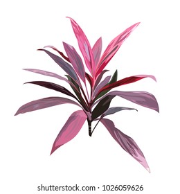 Red tropical plant. Cordyline fruticosa, Asparagus family, cabbage palm, luck plant, palm lily, ti flower. Collection with hand drawn flowers and leaves. Design for invitation, or greeting card.Vector