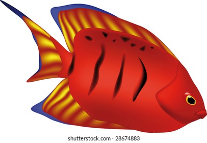 red tropical small fis
