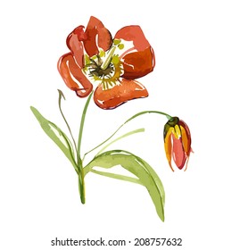 Red tulip 