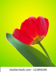 Red tulip background