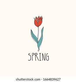 Red tulip in bloom. Hand drawn blossoming flower vector illustration in doodle style. Botanical drawing with spring lettering. Herbarium concept