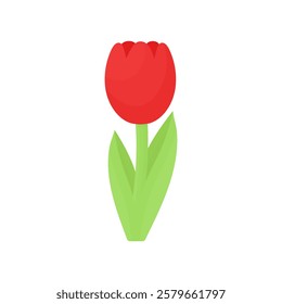 Red tulip in cartoon style on a white isolated background. Flowers for March 8. Spring beautiful flower. Symbol of international women's day