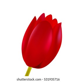 Red tulip. Close up. Vector illustration.