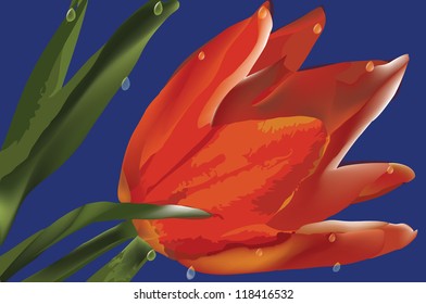 red tulip with drops over blue background - eps 10, gradient mesh, transparencies