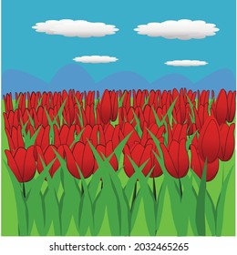red tulip field, vector illustration