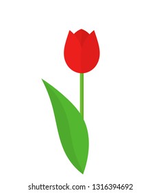 Red tulip flower with leaf. Vector illustration