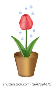 Red tulip in a flower pot and water drops. Plant care illustration, vector, isolated on white.