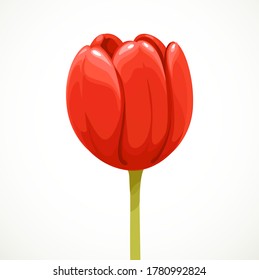 Red tulip flower in profile on a long stalk isolated on white background