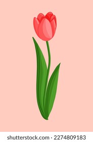 Red tulip flower. Spring blooming vector illustration for women's day, mother's day, easter and other holidays. Floral isolated design for postcard, poster, ad, decor, fabric and other uses.