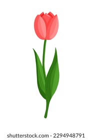 Red tulip flower. Spring blooming vector illustration for women's day, mother's day, easter and other holidays. Floral isolated design for postcard, poster, ad, decor, fabric and other uses.