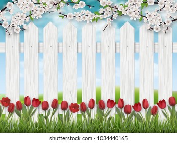 Red tulip flowers, blooming tree branch and grass on white fence background. Spring landscape.