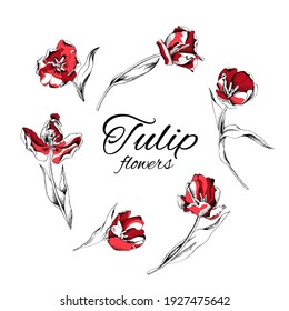 Red Tulip flowers. Stems. Set collection, hand drawn style print. Vector illustration.