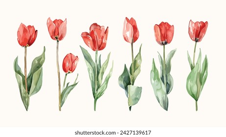 Red tulip flowers watercolor collection. Set of spring and summer flowers painting isolated on white background. Vector illustration