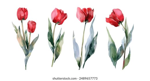 Red tulip flowers watercolor collection. Set of spring and summer flowers painting isolated on white background. Vector illustration