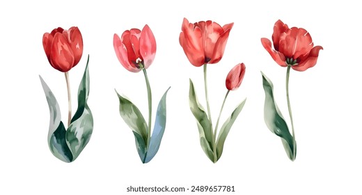 Red tulip flowers watercolor collection. Set of spring and summer flowers painting isolated on white background. Vector illustration